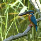 Eisvogel vor der Brutröhre