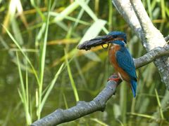 Eisvogel vor der Brutröhre