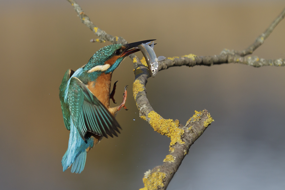 Eisvogel vor der Landung