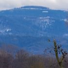 Eisvogel vor Schwarzwaldpanorama 