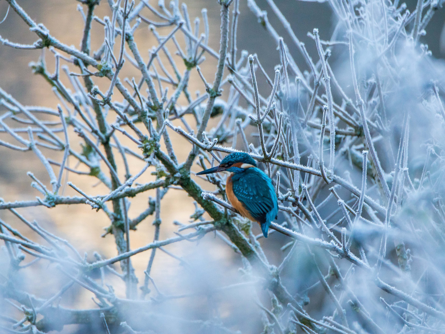 Eisvogel vor Sonnenaufgang