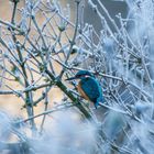 Eisvogel vor Sonnenaufgang