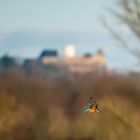 Eisvogel vor Veste Otzberg