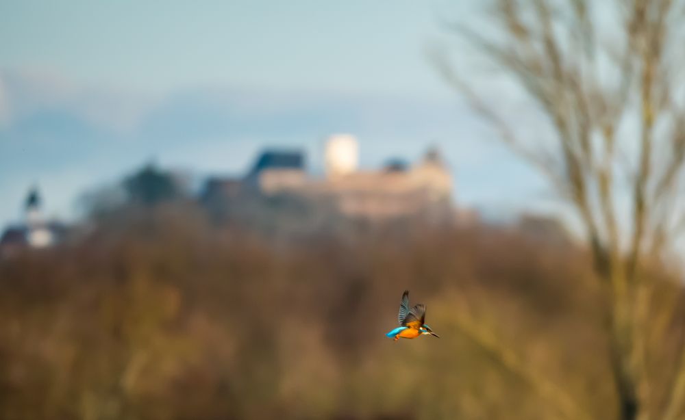 Eisvogel vor Veste Otzberg