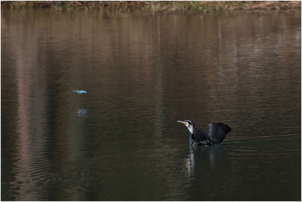 Eisvogel vs Kormoran