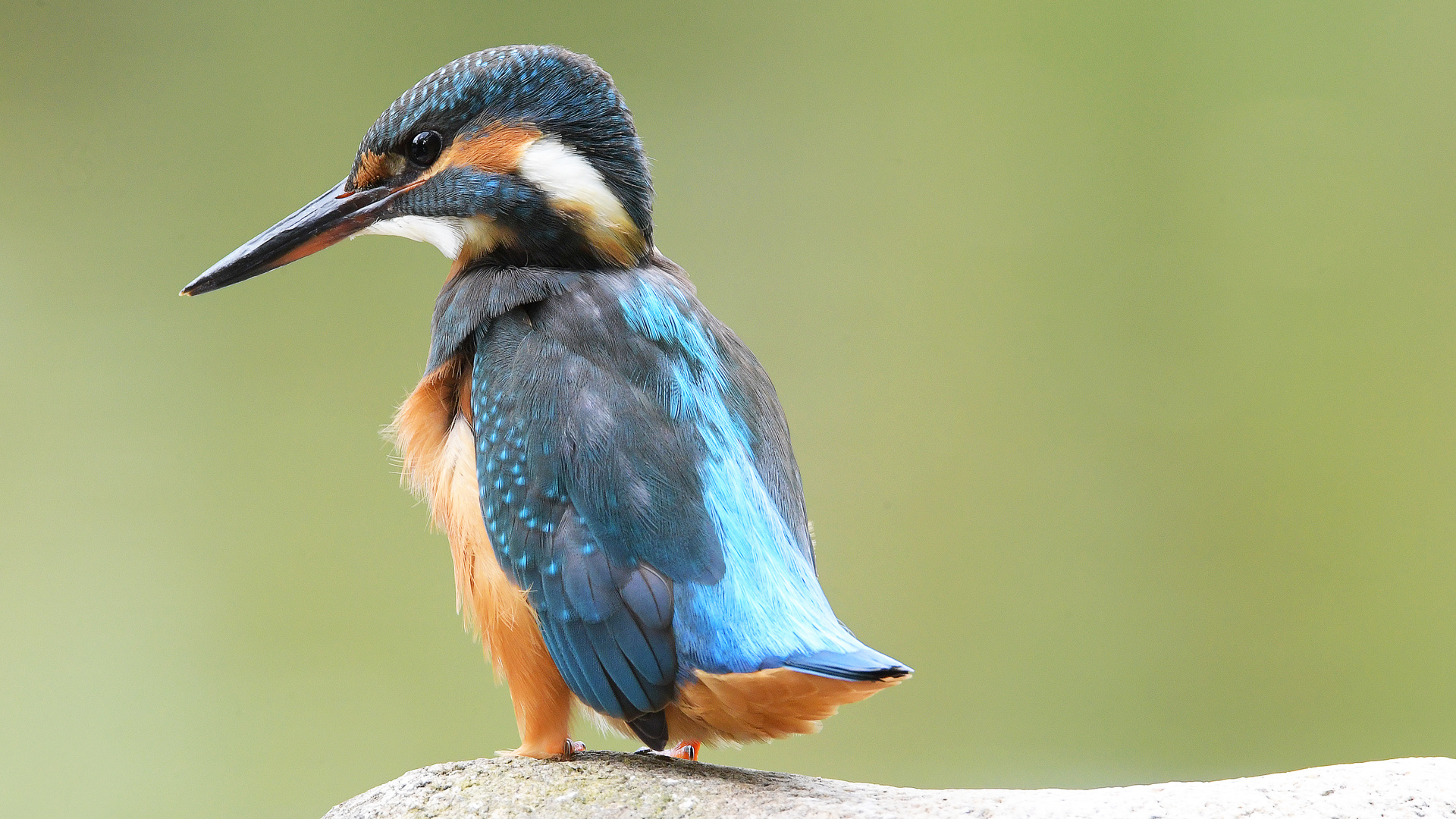 „Eisvogel!“ wär viel lieber... 