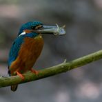 Eisvogel war erfolgreich