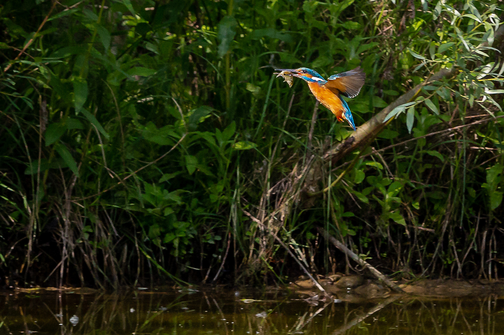 Eisvogel war Erfolgreich