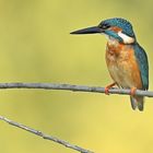 Eisvogel wartet auf Beute