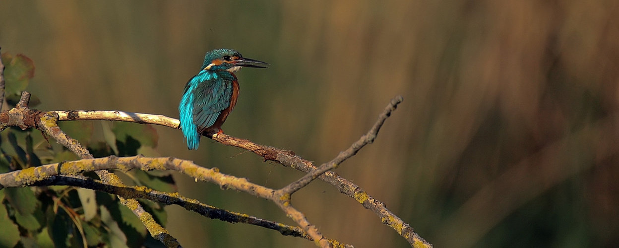 Eisvogel wartet auf Beute