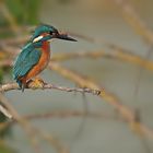 Eisvogel wartet auf Beute