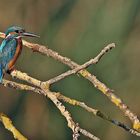 Eisvogel wartet auf Beute