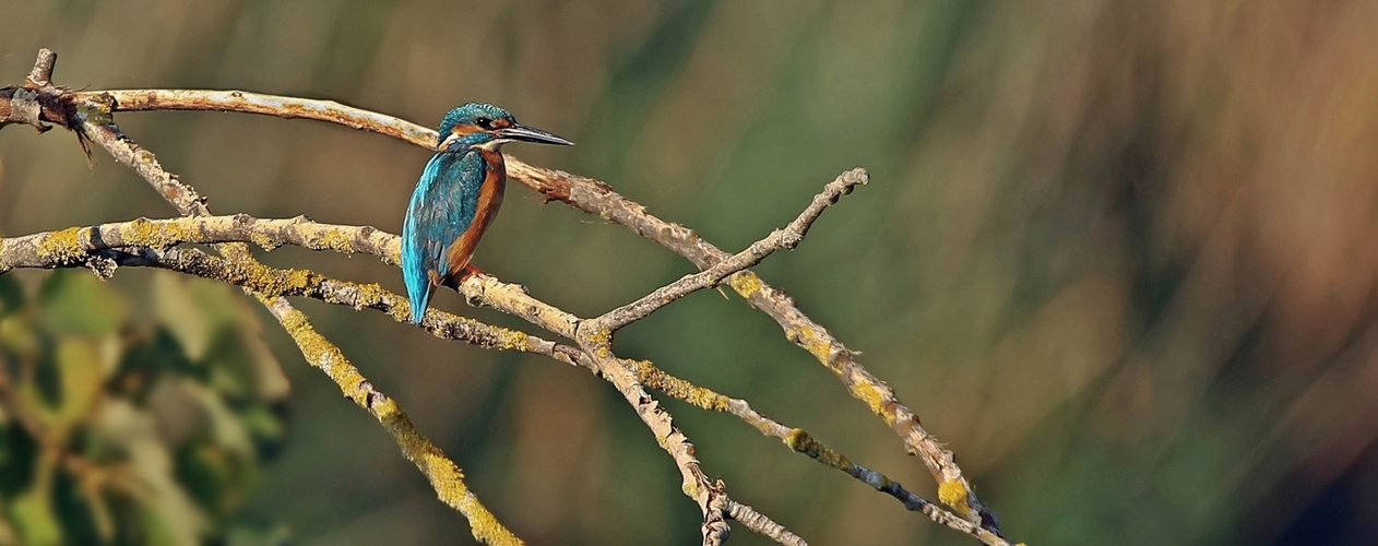 Eisvogel wartet auf Beute