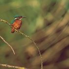 Eisvogel wartet auf Beute