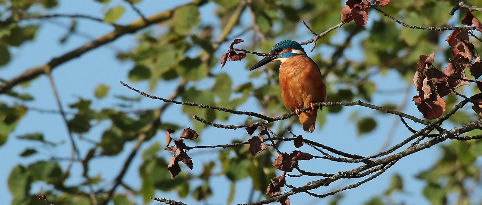 Eisvogel wartet auf Beute