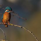 Eisvogel wartet auf Beute