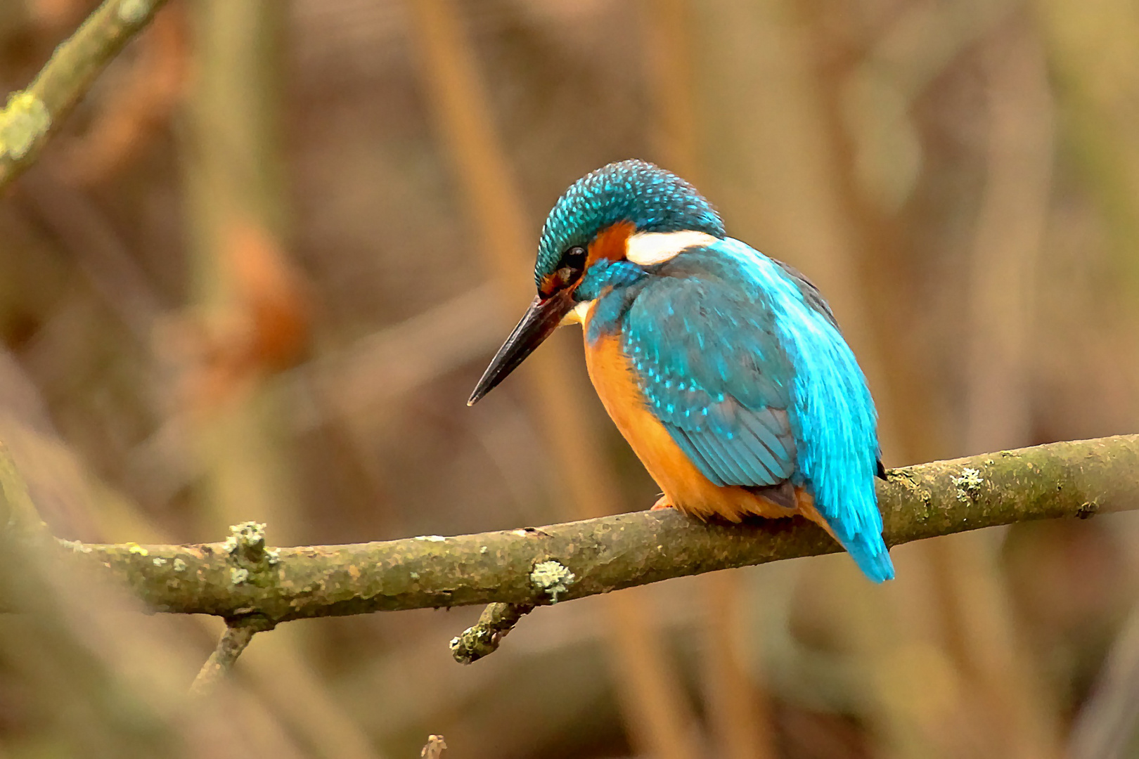 Eisvogel wartet auf einen Fisch 