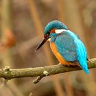 Eisvogel wartet auf einen Fisch 