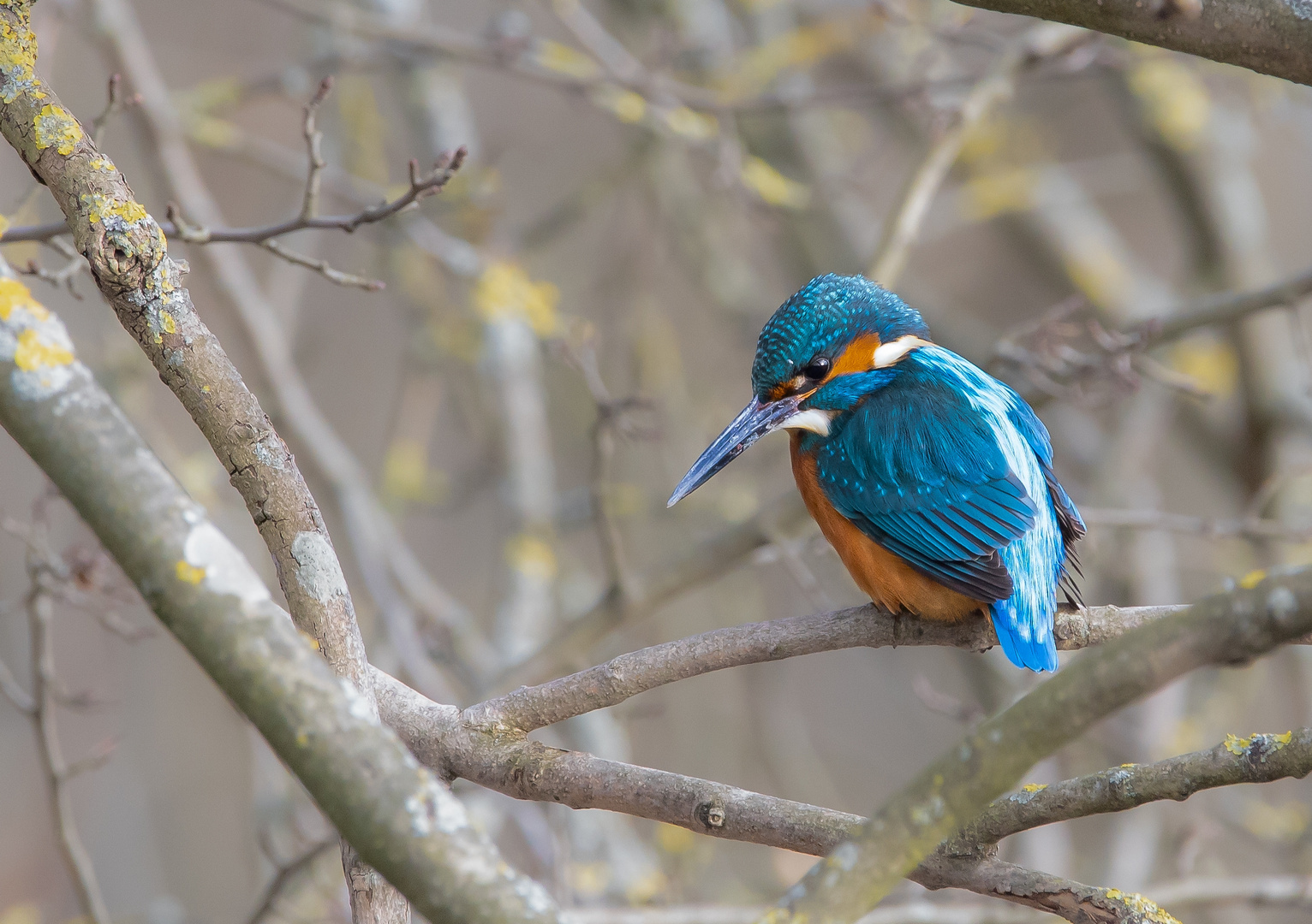 Eisvogel wartet auf sein Essen.