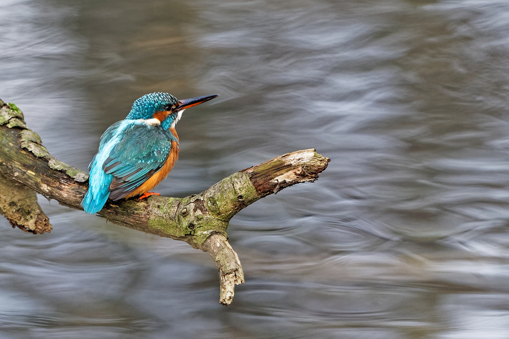 Eisvogel Weibchen