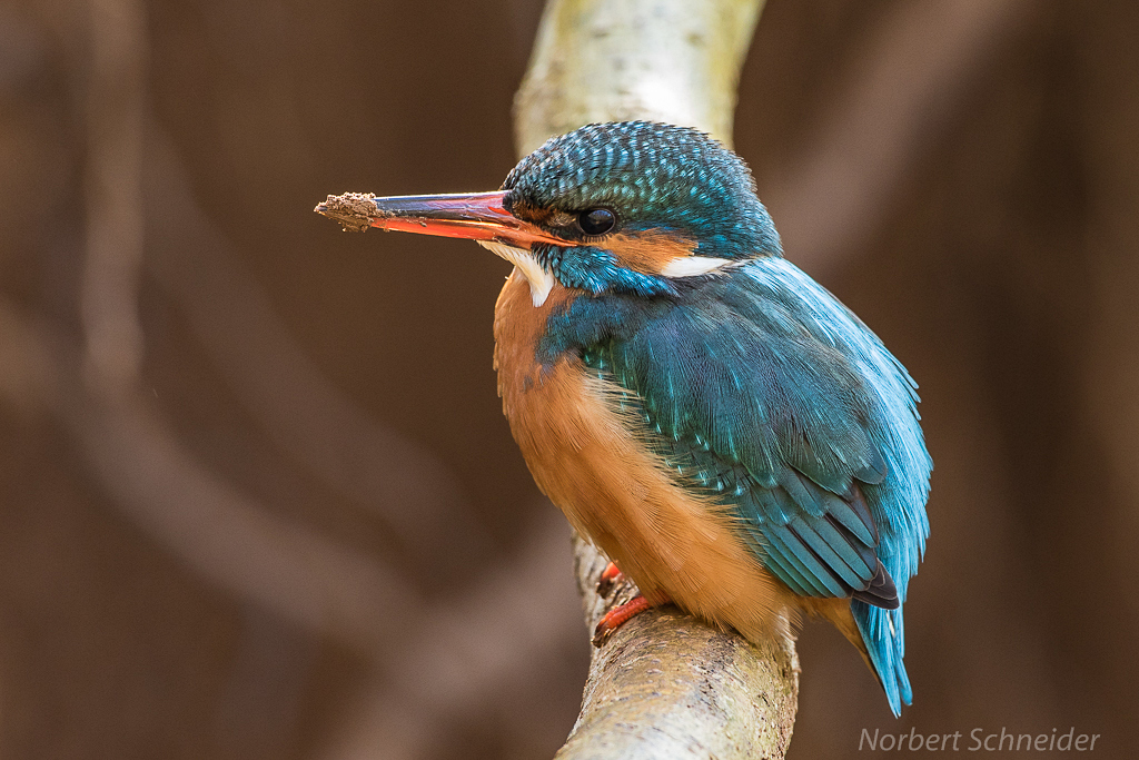 Eisvogel-Weibchen