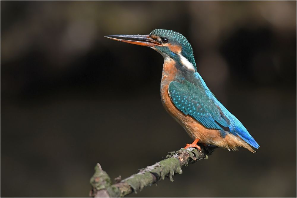 Eisvogel - Weibchen