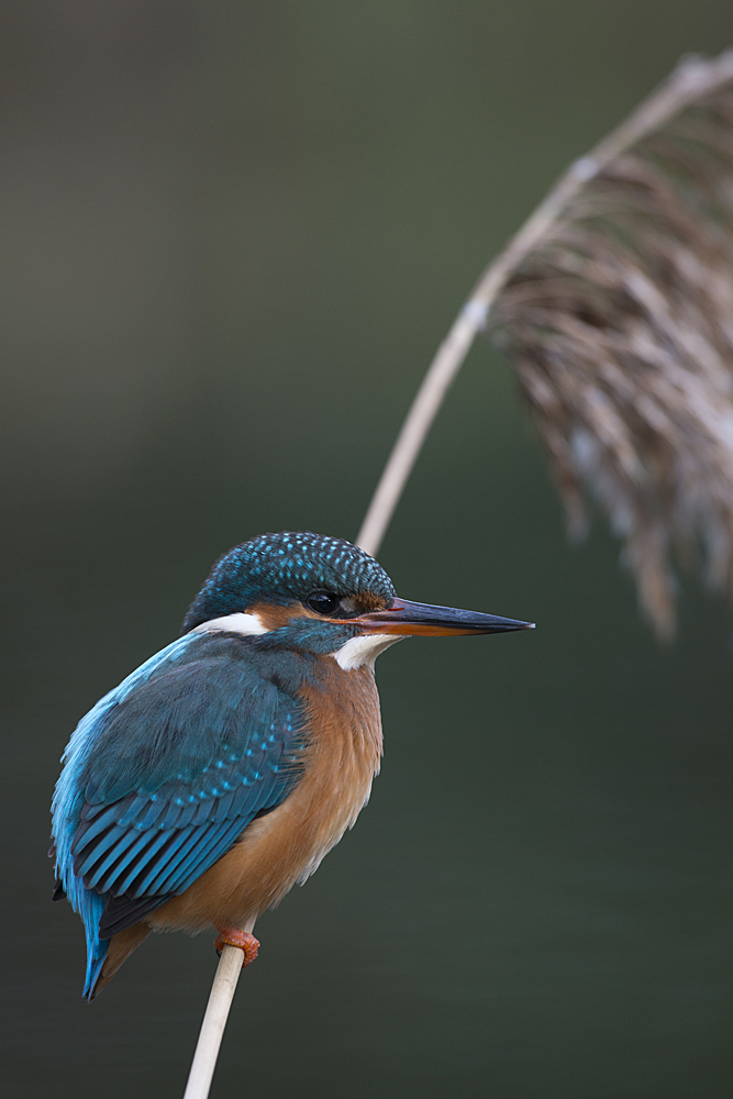 Eisvogel, Weibchen