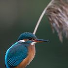 Eisvogel, Weibchen