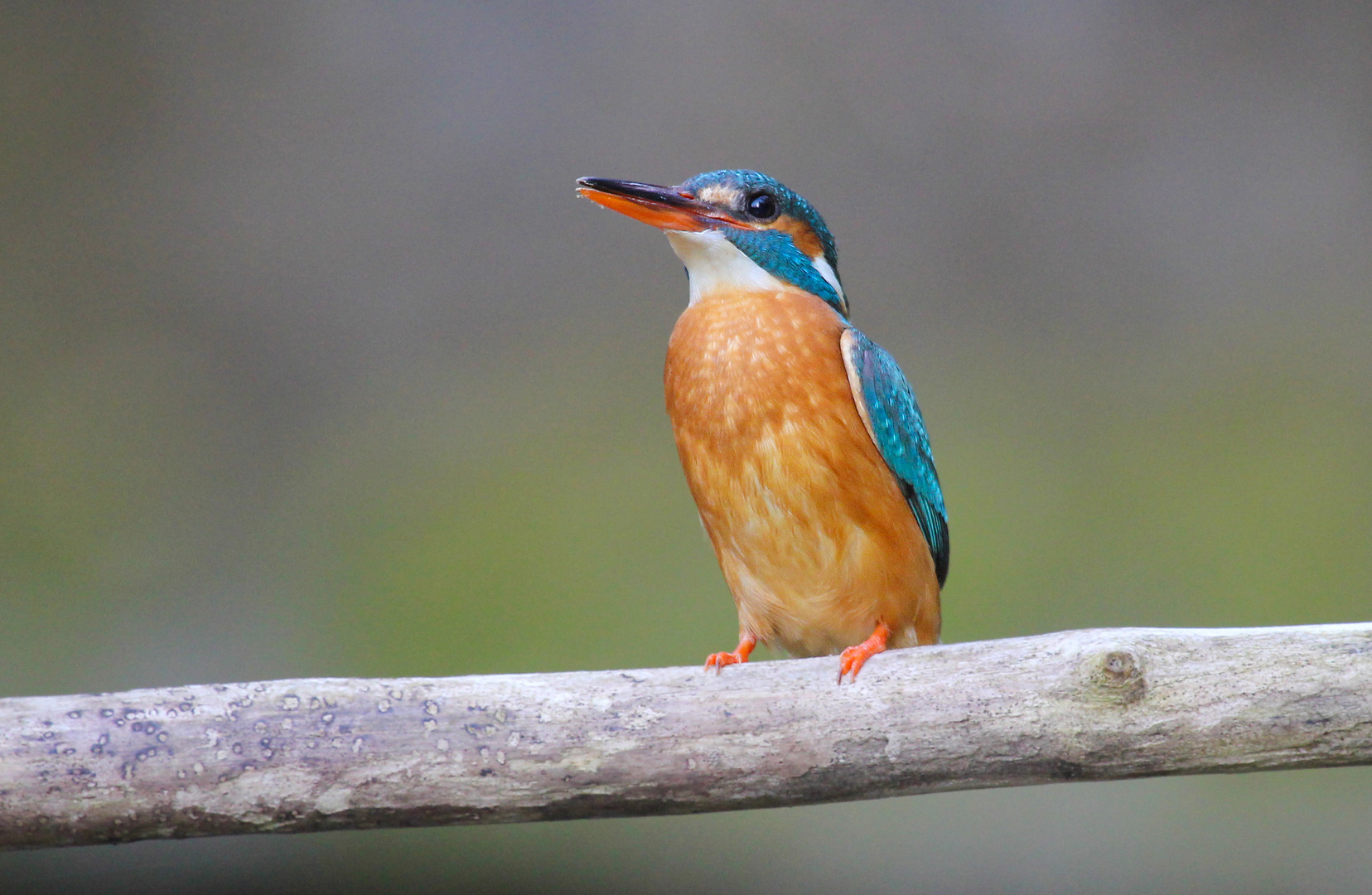 Eisvogel Weibchen