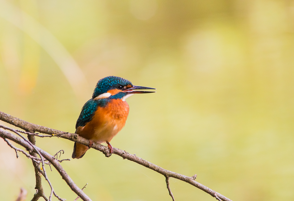 Eisvogel Weibchen