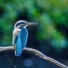 Eisvogel Weibchen