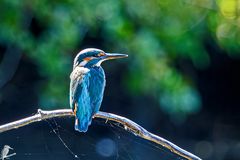 Eisvogel Weibchen