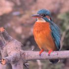 Eisvogel Weibchen