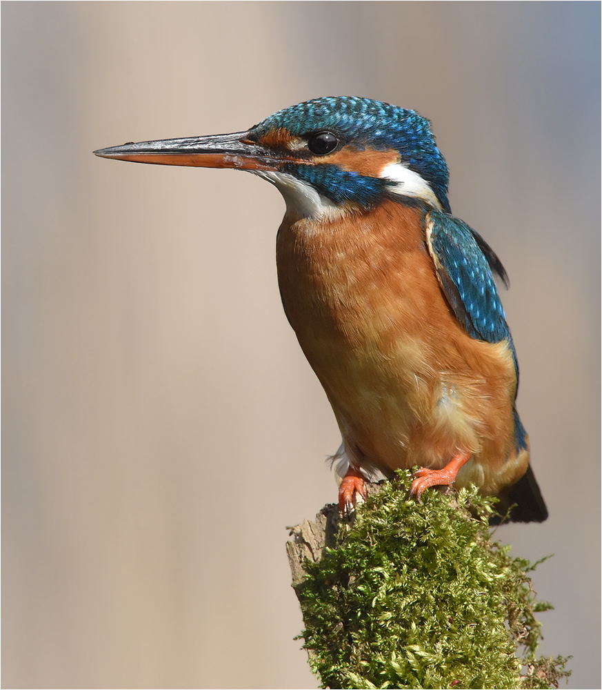 Eisvogel - Weibchen