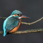 Eisvogel Weibchen