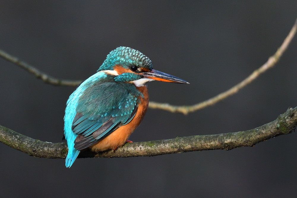 Eisvogel Weibchen