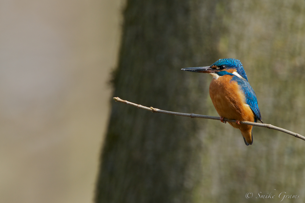 Eisvogel-Weibchen