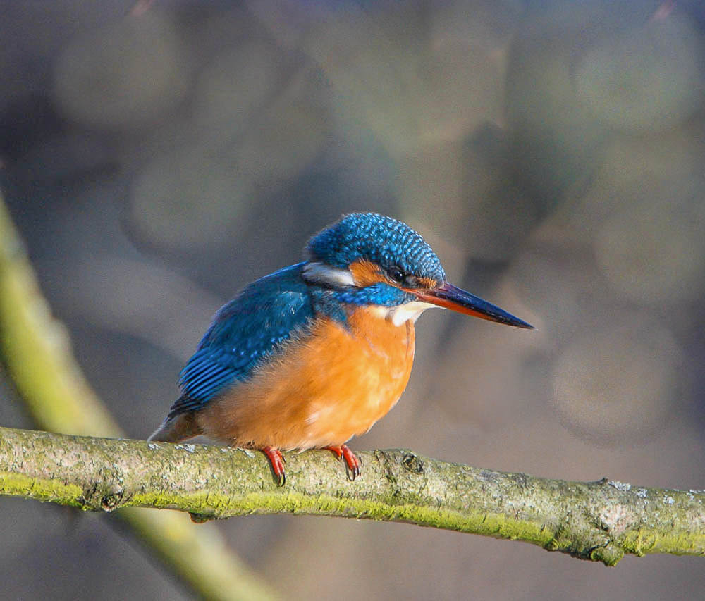 Eisvogel Weibchen Foto & Bild natur, tiere, vögel Bilder auf