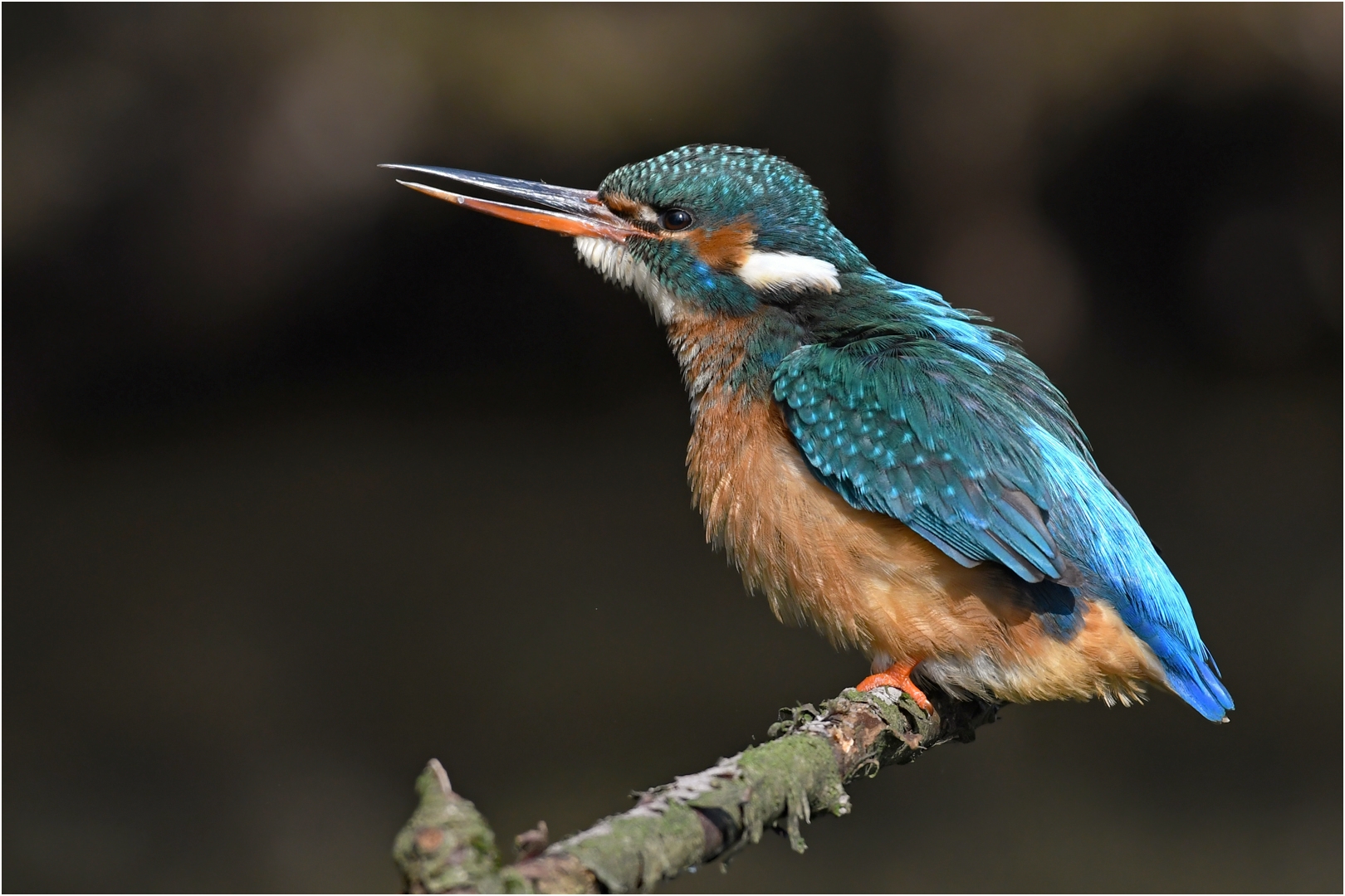 Eisvogel - Weibchen