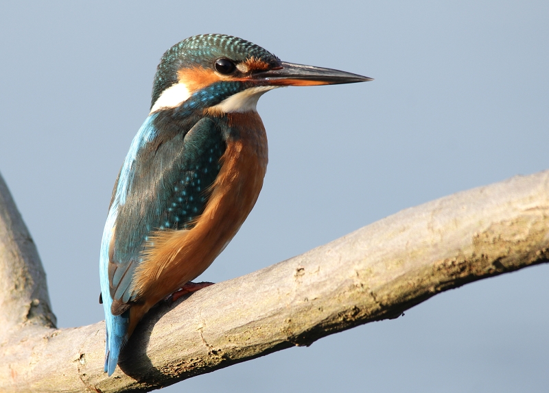 Eisvogel Weibchen