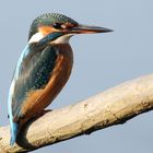 Eisvogel Weibchen