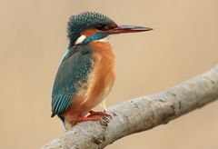 Eisvogel Weibchen