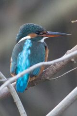 Eisvogel weibchen