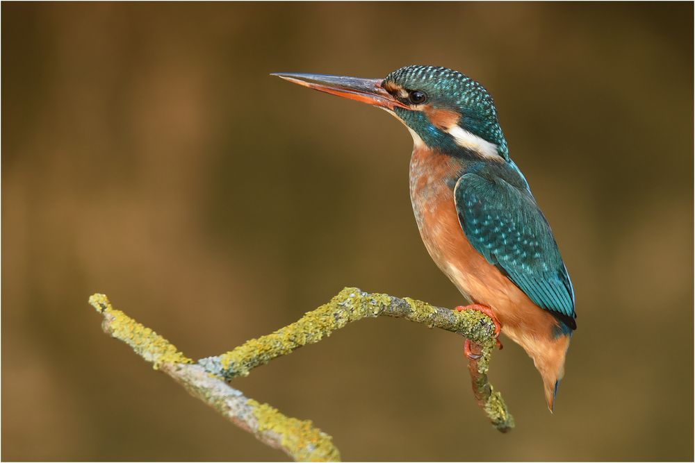 Eisvogel - Weibchen