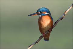 Eisvogel - Weibchen