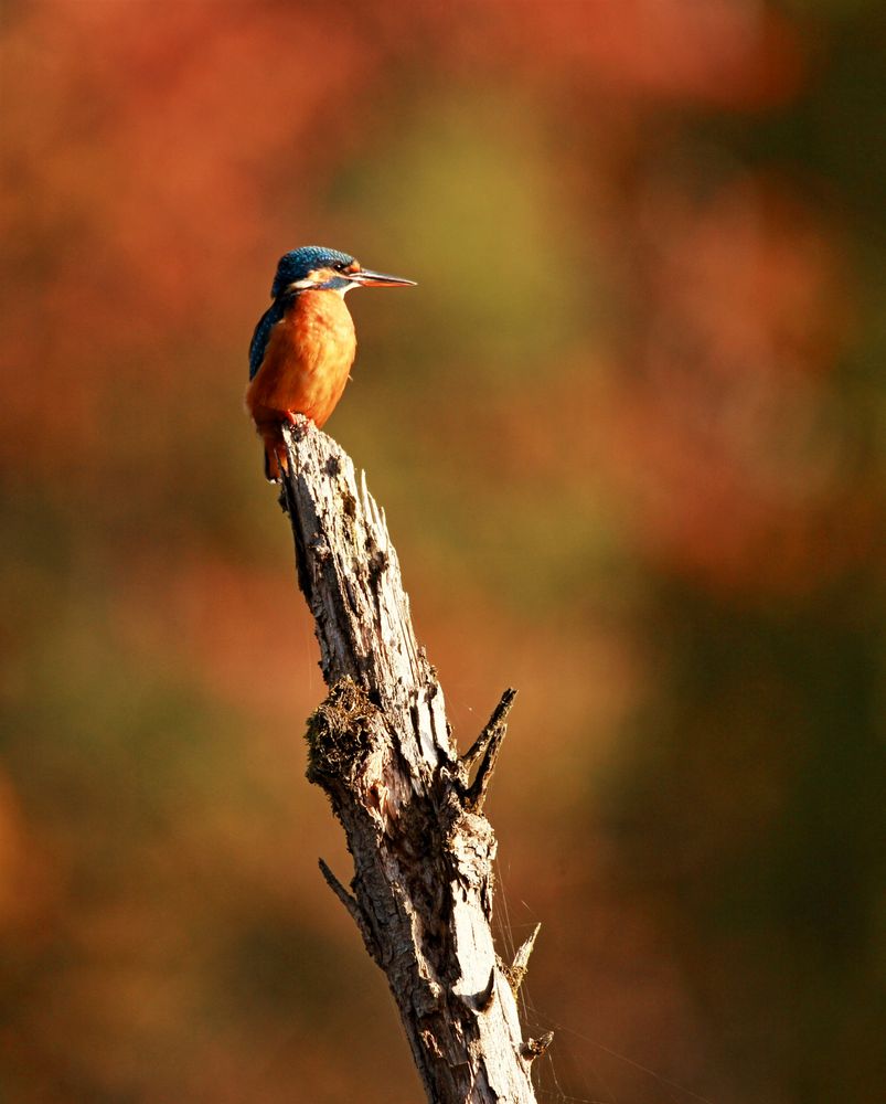 Eisvogel Weibchen 