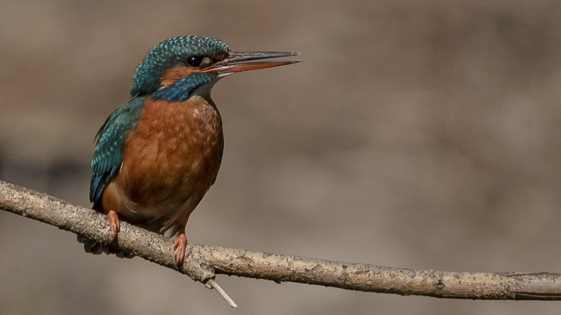 eisvogel weibchen