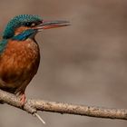 eisvogel weibchen