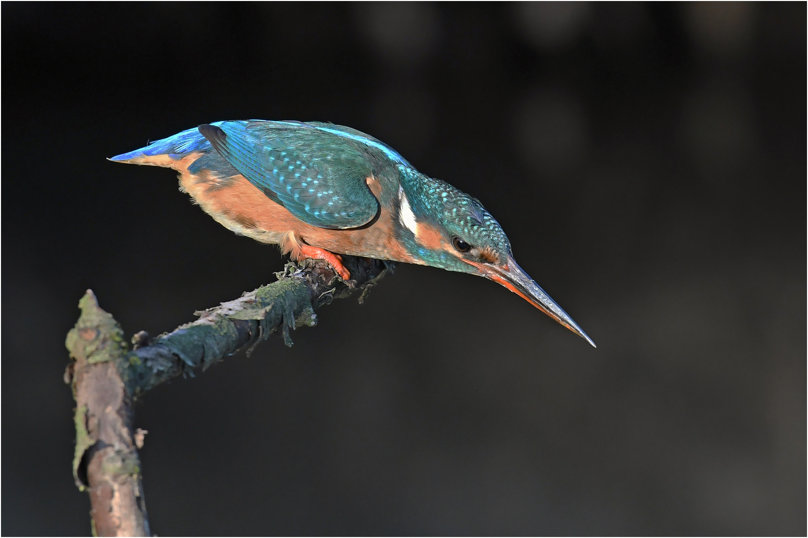 Eisvogel - Weibchen