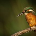 Eisvogel Weibchen